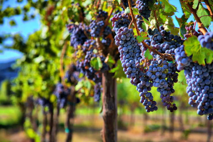 Vineyards and wineries in Sonoma give you a taste of Europe ©Sherri R. Camp/Shutterstock