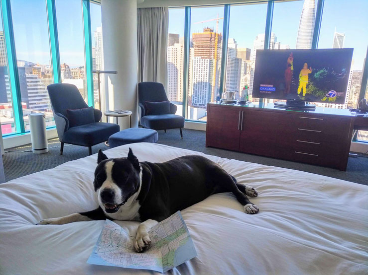 You can share your wall-to-wall views of San Francisco, from City Hall to the Transbay Tower (now known as the Salesforce Tower), with Fido at the pet-friendly Intercontinental SF © Becca Blond / Lonely Planet