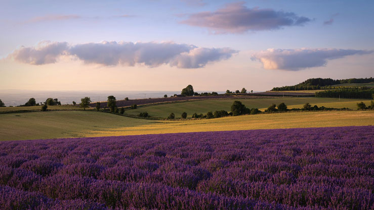 There are 140 miles of lavender at Cotswold Lavender © Cotswold Lavender