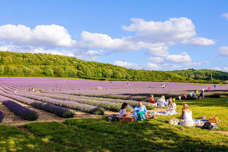 Guests can bring their own picnic and enjoy the lavender fields © Castle Farm