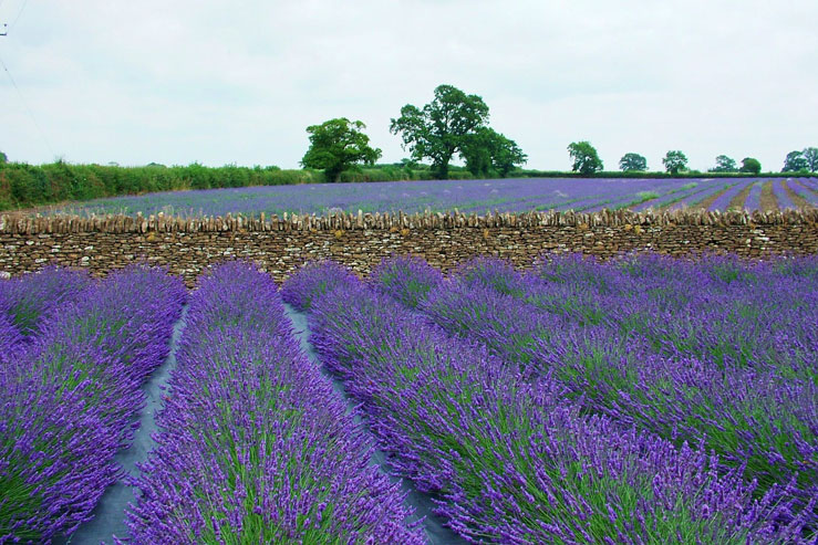 Visitors can walk through two five-acre fields of lavender © Somerset Lavender
