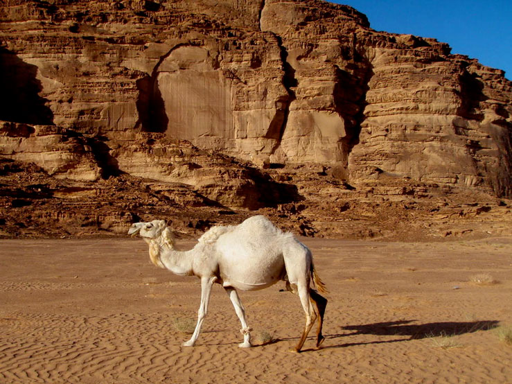 In Wadi Rum, herds of wild camel roam free © calcal5551 / Budget Travel