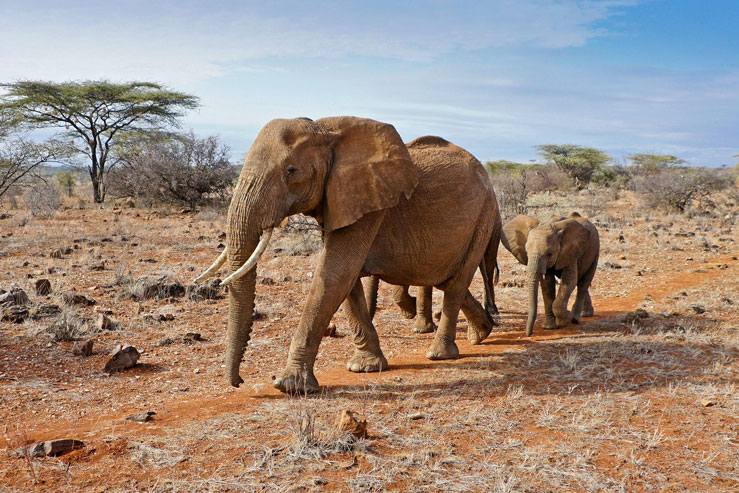 Kenya's wildlife is a major tourist draw ©MicheleB/Shutterstock