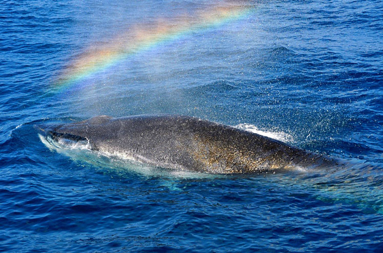 From April to mid-October the coast is home to pods of Bryde’s whales © Japan National Tourism Organization