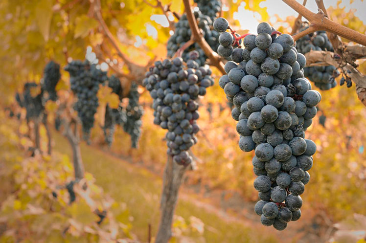Autumn is a perfect time to check out the nearby vineyards © Keith Binns / Getty Images