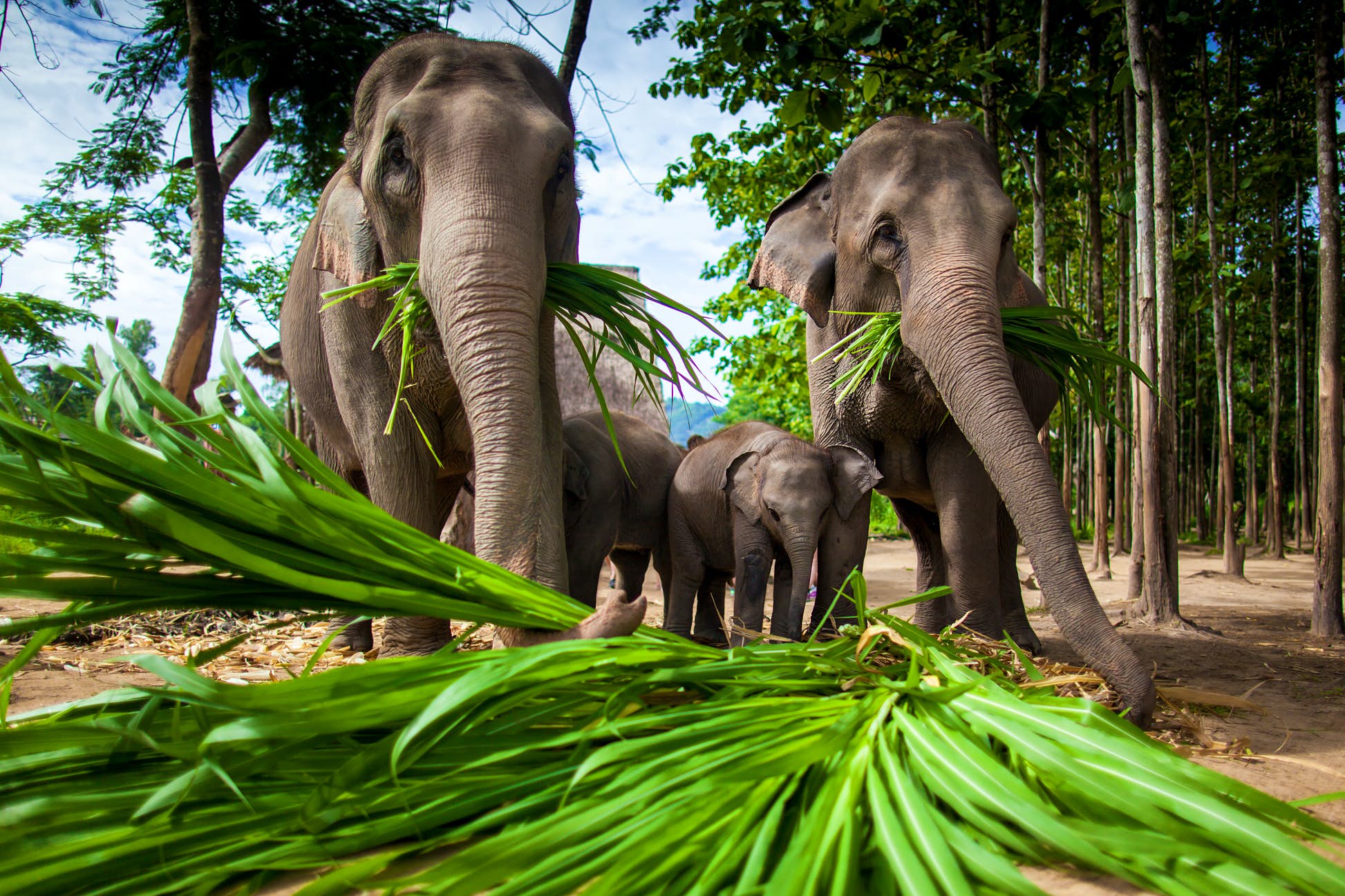 Adult and baby elephants eating sugar cane in Chiang Mai ©hangingpixels/Shutterstock