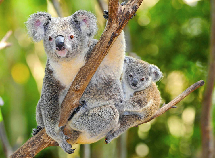 Koalas in Australia © worldswildlifewonders/Shutterstock