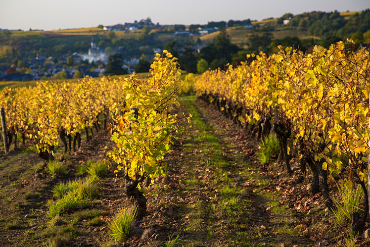 The vineyards of the Loire Valley turn gold in the fall © Bertin_Poiree / Getty Images