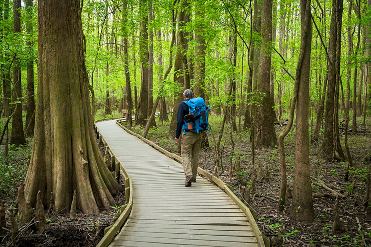 The Boardwalk Trail is the starting point for many hikes in Congaree National Park ©Getty Images/Aurora Open
