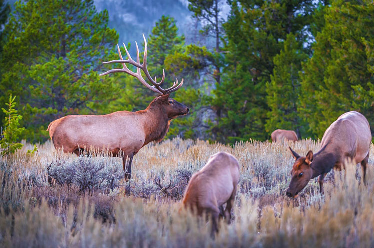 Grand Teton National Park is home to elk and moose ©Kris Wiktor/Shutterstock