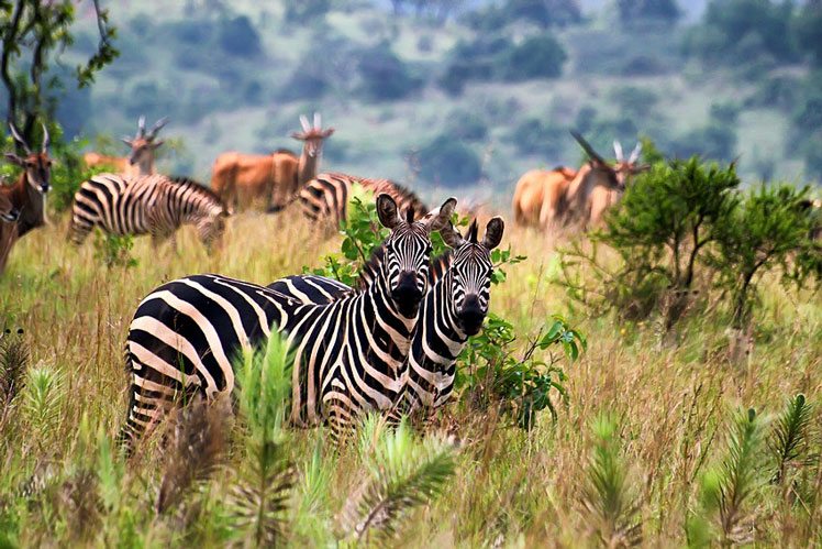 Safari parks are open in Rwanda ©Goran Bogicevic/Shutterstock