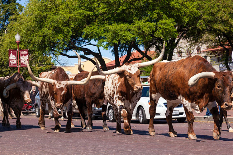 The daily Texas longhorn cattledrive through the Stockyard streets ©typhoonski/Getty Images