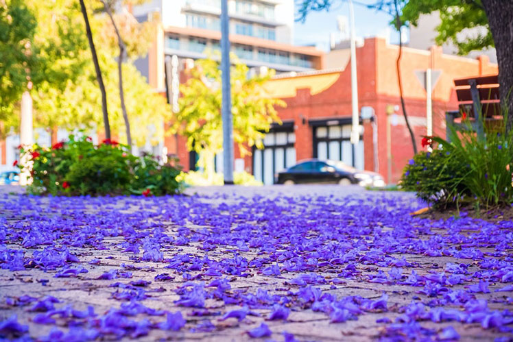 Adelaide, Australia's suburbs are lined with jacaranda trees in November © Getty Images