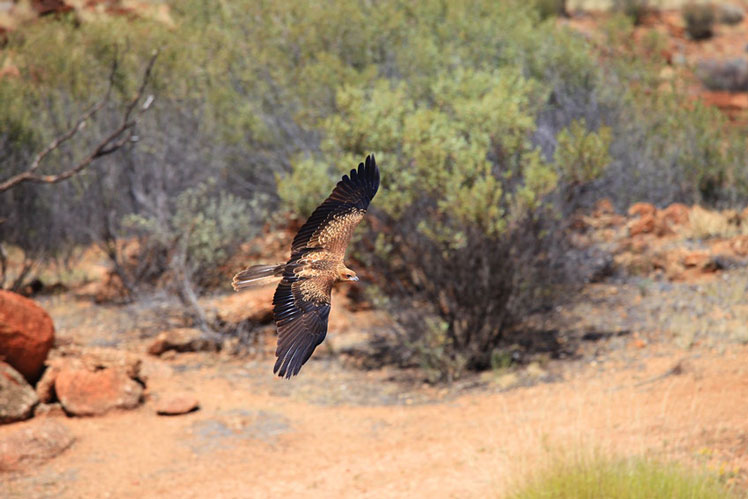 Eagle in flight in the Desert Park in Australia ©Mmartin/Shutterstock