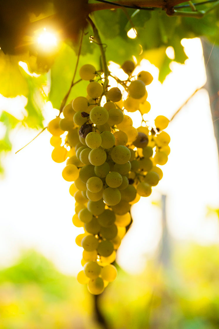Grapes on the vine in Cinque Terre © Justin Foulkes / Lonely Planet