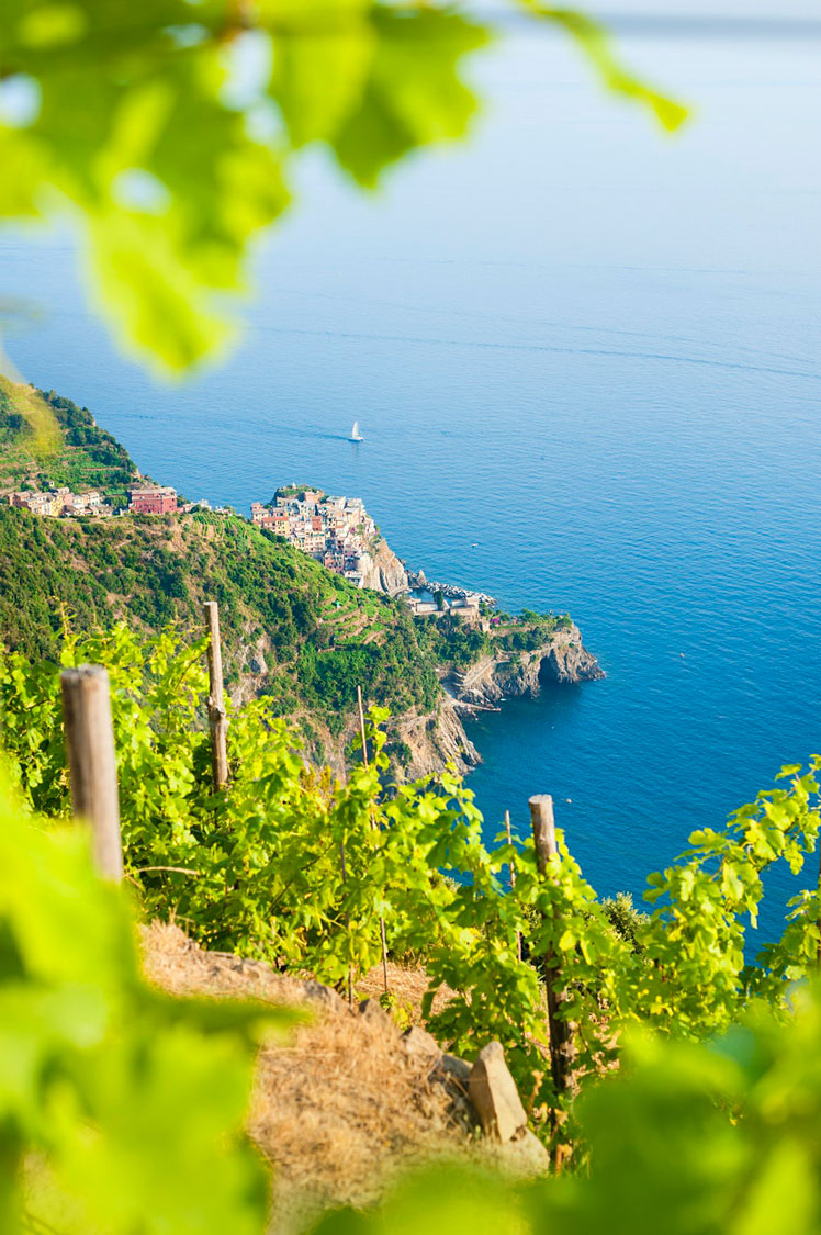 The village of Manarola, visible through the vines © Justin Foulkes / Lonely Planet