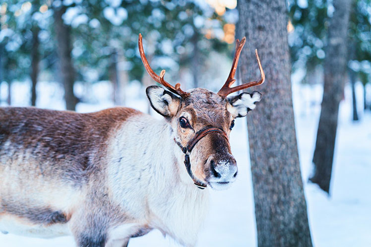 Rovaniemi is the perfect winter wonderland destination © Roman Babakin / Shutterstock