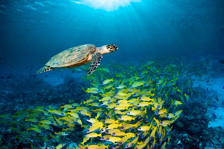 Travelers to the Maldives enjoy its underwater world © Georgette Douwma/Getty Images