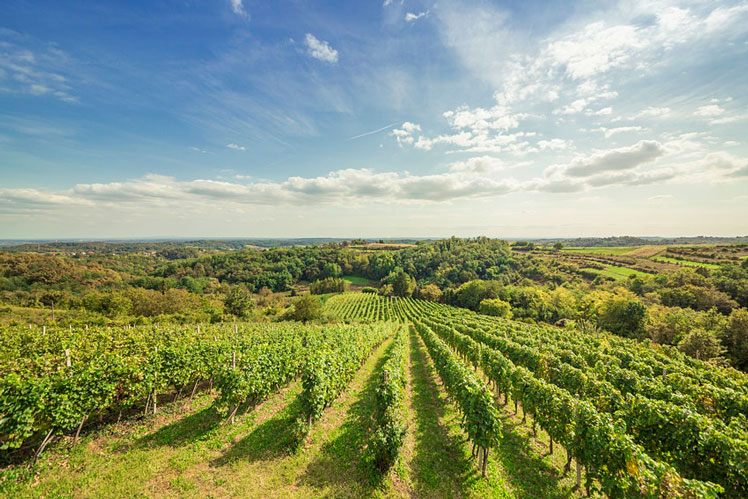 Vineyards cover the hills around Zagreb, creating some of the most sought-after wines in the region © I. Puhelek Purek / Zagreb