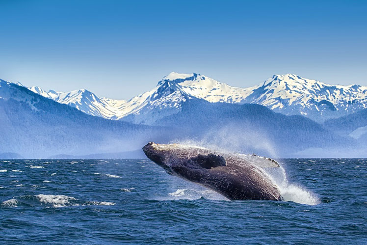 The rich marine waters of Glacier Bay support an array of wildlife, including the humpback whales that come to feed in summertime © Betty Wiley/Getty Images