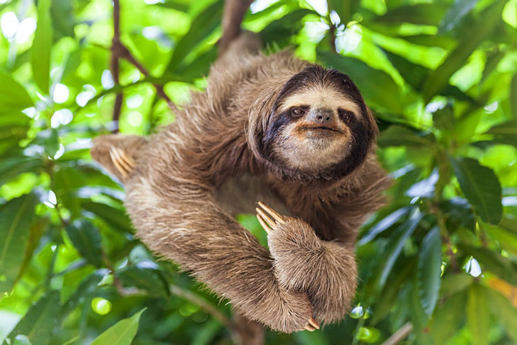 Panama has a wealth of national parks where you can get up close with some of nature's most endearing creatures such as the sloth ©Parkol/Shutterstock
