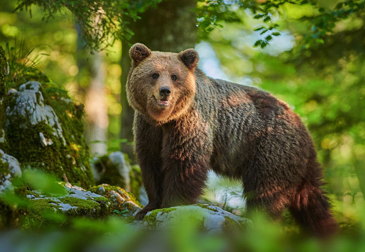 Maybe see a wild brown bear in a Slovenian forest. ©Piotr Krzeslak/Shutterstock