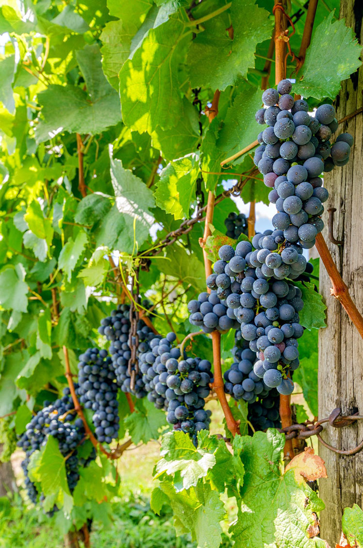 Enjoy the vineyards near in Bela Krajina. ©piotrbb/Shutterstock