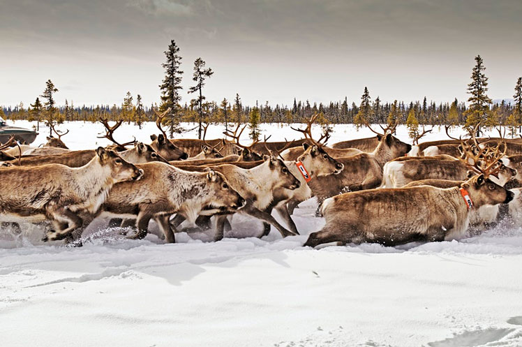The reindeer migration in Sweden is a sight to behold © Gary Latham / Lonely Planet